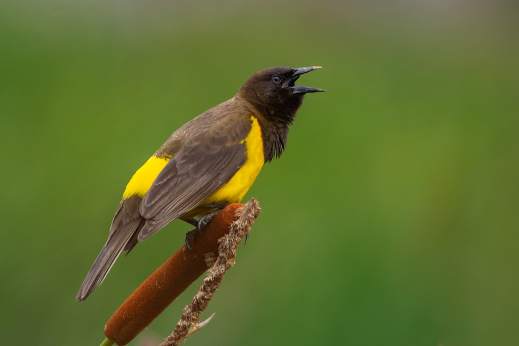 Yellow-Rumped Marshbird