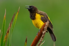 Yellow-Rumped Marshbird photo 2