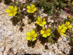 Potentilla wheeleri