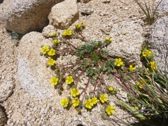 Potentilla wheeleri