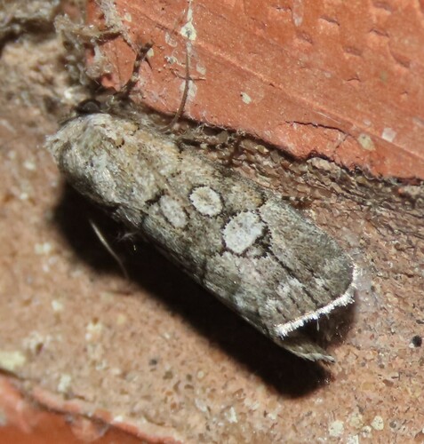 Sympistis sectiloides photo 4
