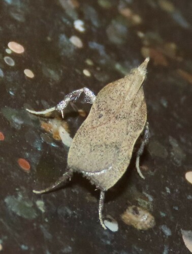 Negalasa fumalis photo 5