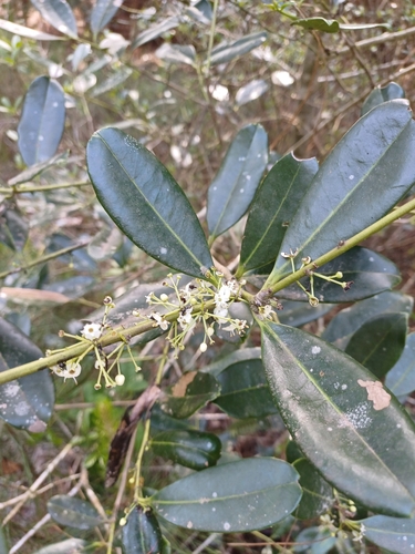 Image of Ilex theezans by (c) JG, some rights reserved (CC BY)