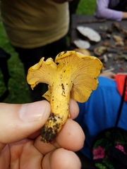 Cantharellus chicagoensis