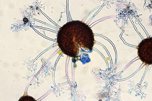 Erysiphe lonicerae