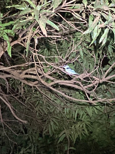Blue-breasted Kingfisher