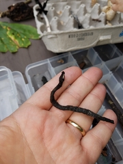 Xylaria longiana