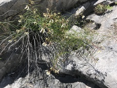 Asclepias coulteri
