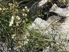 Asclepias coulteri