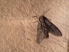 Sphinx maurorum