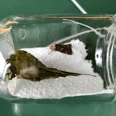 Autographa corusca
