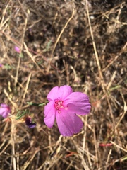 Clarkia rubicunda