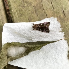 Autographa corusca