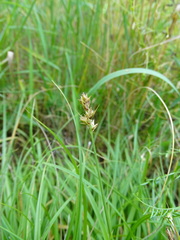 Carex spicata