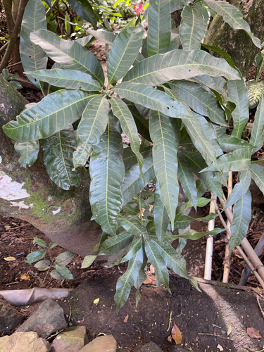 Mangifera indica - Whole tree