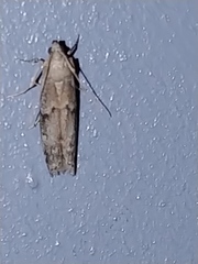 Vitula serratilineella