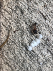 Pheidole