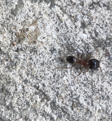 Pheidole