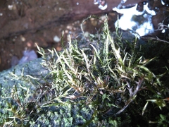 Fontinalis sphagnifolia