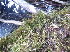 Fontinalis novae-angliae