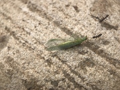 Paratrechina longicornis
