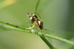 Orthops