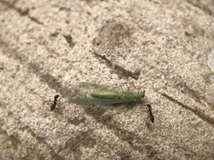 Paratrechina longicornis