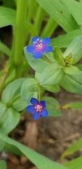 Anagallis