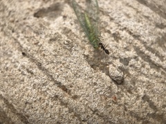 Paratrechina longicornis