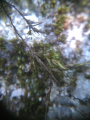 Fontinalis sphagnifolia