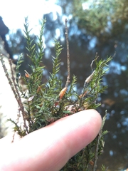 Fontinalis novae-angliae