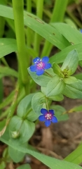 Anagallis