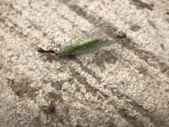 Paratrechina longicornis