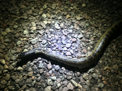 Lampropeltis splendida