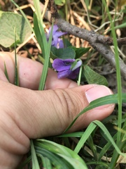 Viola langsdorffii