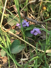 Viola langsdorffii
