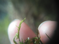 Fontinalis sphagnifolia