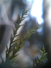 Fontinalis novae-angliae