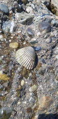 Cerastoderma edule