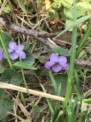 Viola langsdorffii