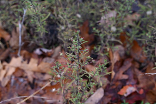 Hog Hollow Trail