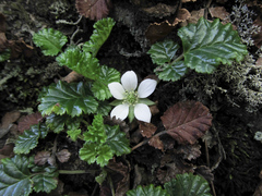 Rubus geoides