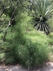 Muhlenbergia dumosa