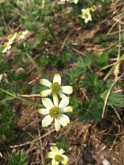 Anemonastrum