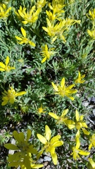 Ericameria suffruticosa