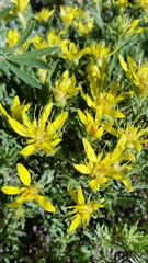 Ericameria suffruticosa