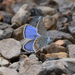 Anatolian Zephyr Blue - Photo (c) A Emmerson, some rights reserved (CC BY-NC), uploaded by A Emmerson