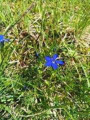 Gentiana bavarica