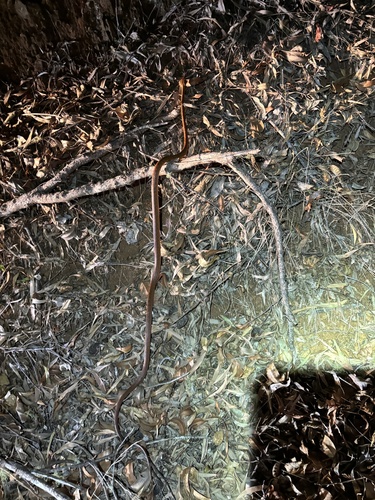 Brown Tree Snake sighting