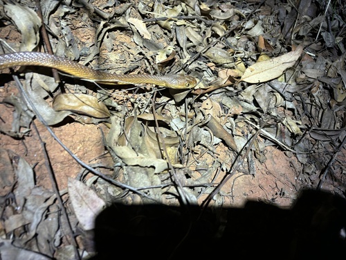Brown Tree Snake sighting